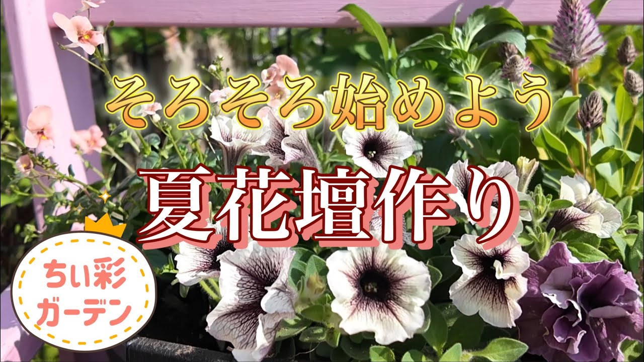 暑さに強い花で！そろそろ夏花壇作り‼︎