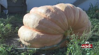 Giant pumpkin weighs in at nearly 1,800 pounds