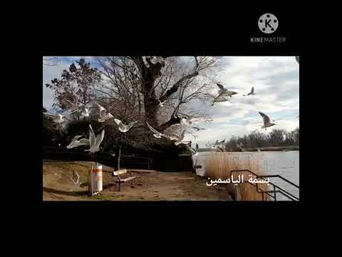 اغنيه حنان محمد دل شوتي 