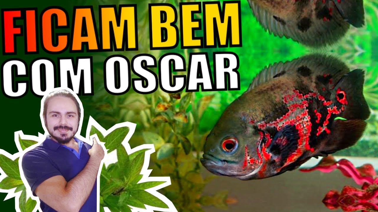 🔴QUAIS PEIXES COMBINAR COM OSCAR EM AQUÁRIOS |Mr. Betta|