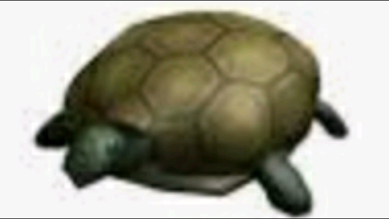Persian Turtle YouTube
