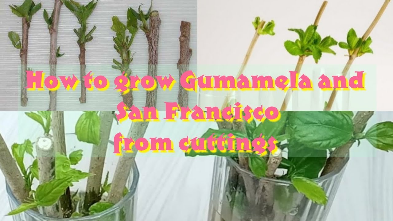 How to grow Gumamela and San Francisco Plant from cuttings in Just easy