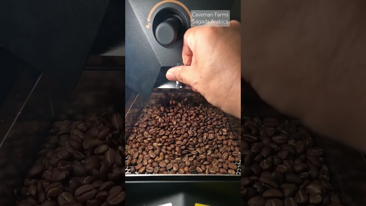 Daily Brew Roasting Caveman Farms Sagada Arabica with Skywalker V1 & Hibean: May 3, 2025