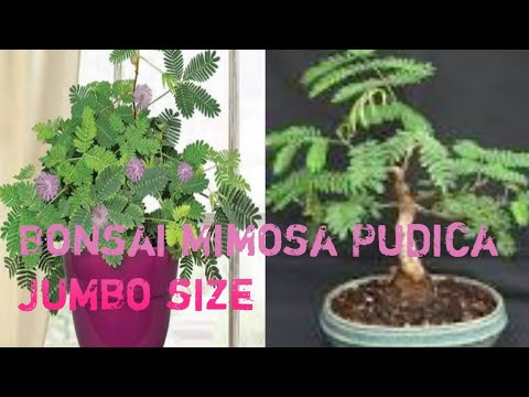 Bonsai Mimosa Pudica Bonsai Putri Malu Size Jumbo Mewah Banget Youtube