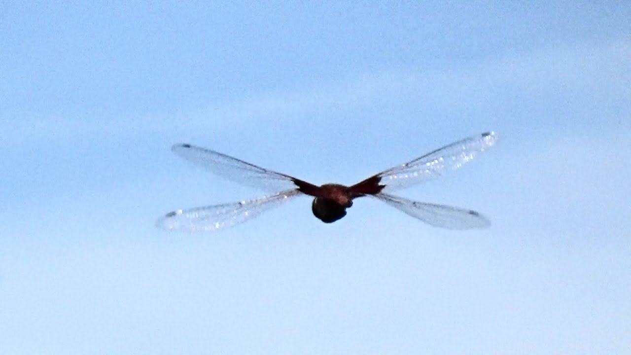 Red Saddlebags Dragonflies flying in tandem and laying eggs