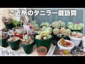 【#395】ぷくぷく多肉ちゃんが勢揃い【ガーデニング】