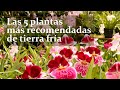 Las 5 orquídeas más recomendadas para clima frío