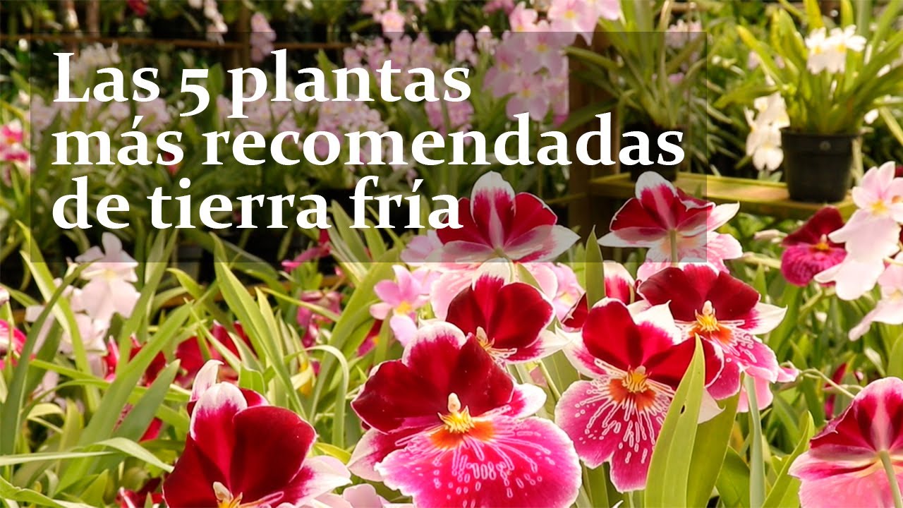 Las 5 orquídeas más recomendadas para clima frío