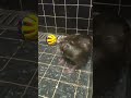 やっぱり寝湯が好きなカワウソ・サク😂