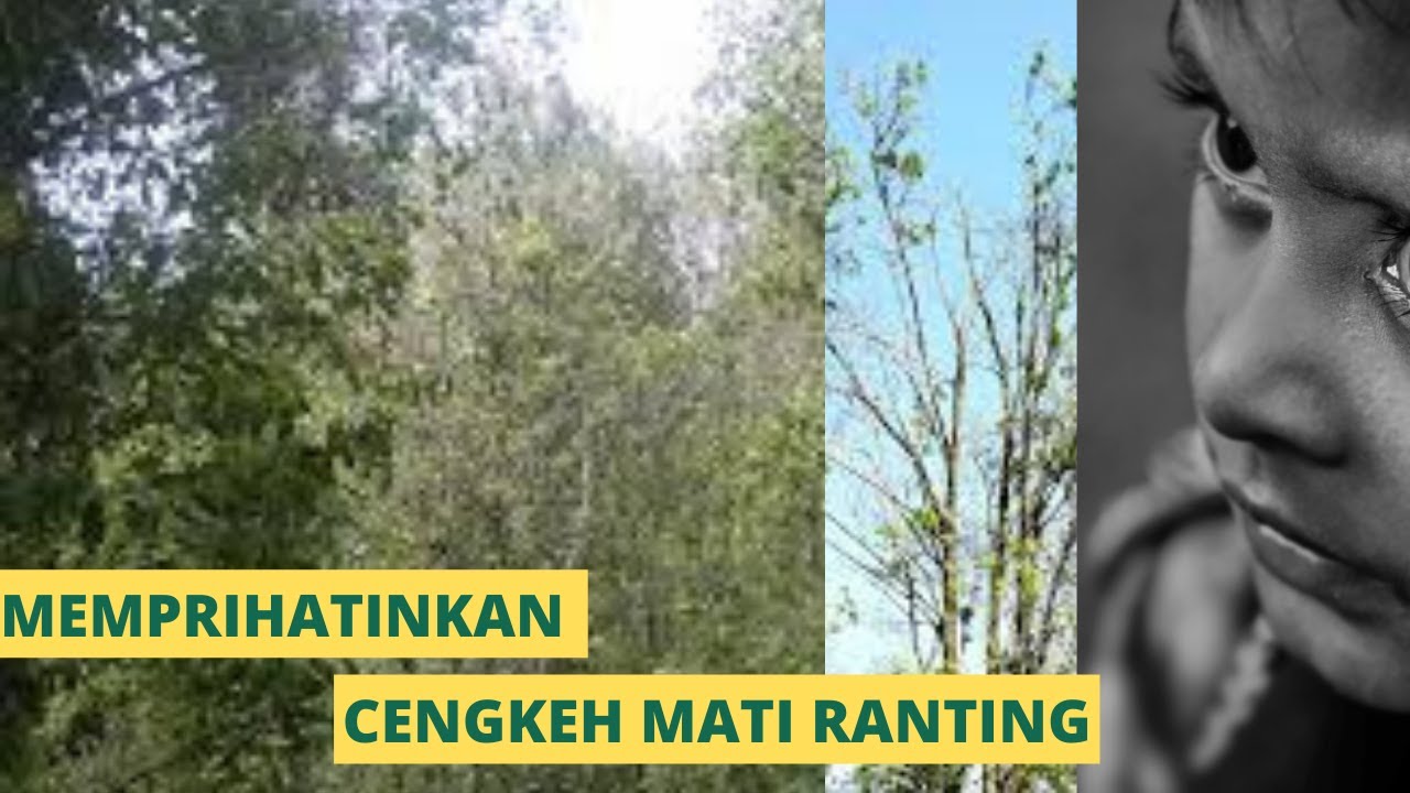 Rahasia Sukses Mengobati Pohon Cengkeh Mati Ranting dengan Herbafarm