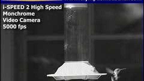Hummingbird High Speed Video