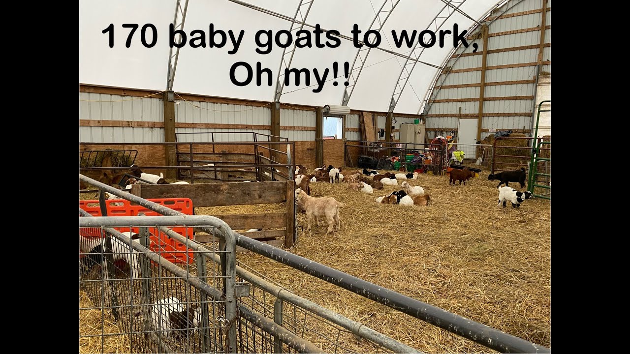 Working 170 baby goats in a couple of hours?! - YouTube
