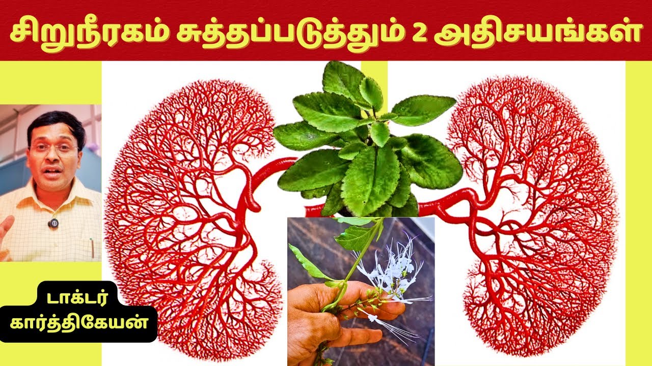 இந்த 2 உணவுகள் சிறுநீரகத்தை சுத்தப்படுத்தும் அதிசயங்களா? | 2 kidney detox foods?
