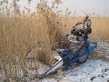 BCS 622 reaper binder harvest reed in winter in Northeast of China意大利割捆机在中国东北收割芦苇