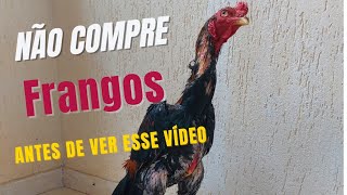 Como Ter Frangos Fenômenos
