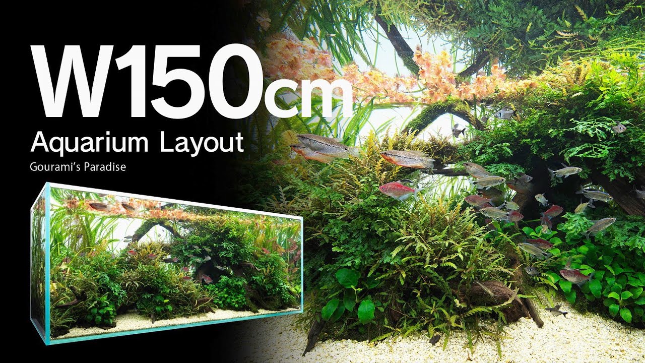 ADAview] Gourami's Paradise グラミーの楽園 -W150cm Aquarium Layout