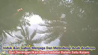 Pelajaran Berharga Dari Induk Ikan Gabus Untuk Manusia # Menjaga Melindungi & Mendidik Anak Anaknya.
