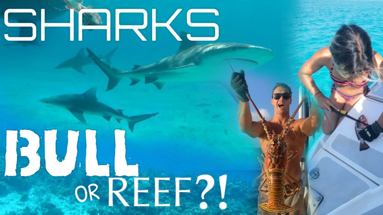 We’re SURROUNDED BY SHARKS in the Bahamas! – Ep 25