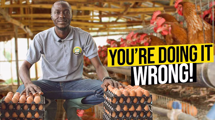 Secret Hacks Poultry Masters Use For Chickens To Lay More Eggs | Poultry Farming Nigeria