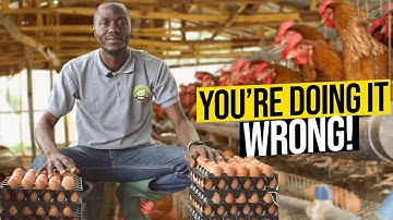 Secret Hacks Poultry Masters Use For Chickens To Lay More Eggs | Poultry Farming Nigeria