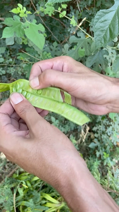 Leucaena leucocephala tree leaves #trees #treecutting