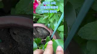 #만데빌라#천상의 소리#뚜꺼비#화분