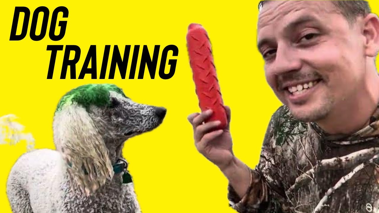 Water and Swimming Dog Training Like Big Water Dream Retrievers