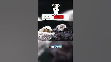 “Sea Otters Hold Hands While They Sleep 😍🦦” #animals #otter #shorts