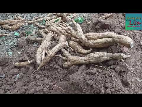 Video Tập 3: Đi đào sắn dây về làm bột. - youtube