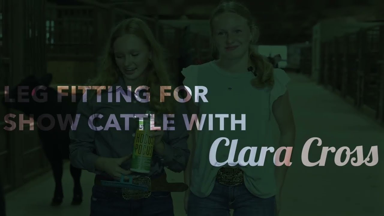 Leg Fitting For Show Cattle