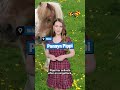 Ponnyn Pippi dödad efter vargattack