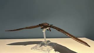(READ DESCRIPTION) Rodan 2019 Flying Stopmotion Test