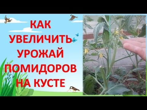 Как повысить урожайность помидоров в теплице