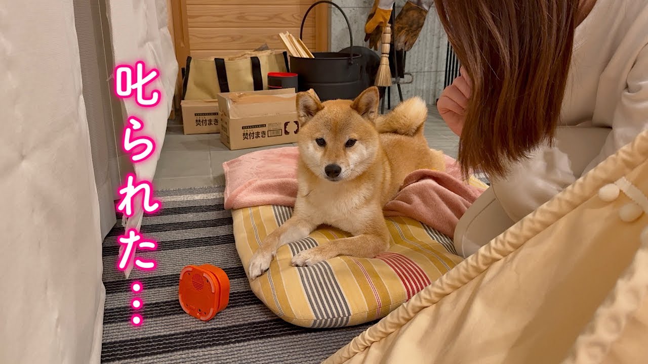 This cute Shiba Inu gets praised for being smart, but then gets