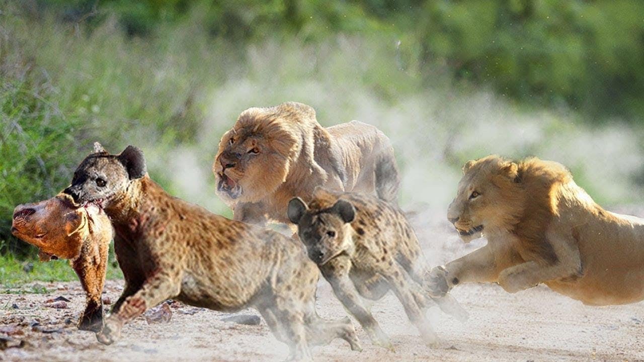 ハイエナが攻撃したライオネスと復讐を追求したライオンズ ハイエナとライオン バイパーとヤモリ Youtube