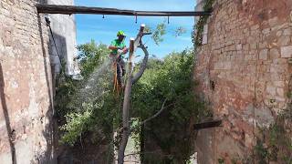 Arborist Team Tackles Our Biggest, Toughest Trees