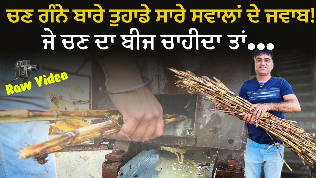 Answers of the questions about punjabi sugarcane Kaatha Kaamad। ਚਣ ਕਮਾਦ ਬਾਰੇ ਆਏ ਸਵਾਲਾਂ ਦੇ ਜਵਾਬ।