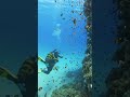 Scuba diving travel to the Red Sea in Hurghada, Egypt #travelegypt #scubadiving #marinewildlife