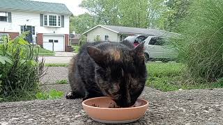 Feral Cat Eating Beef with Chicken & Egg