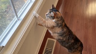 cats watch the birds prepare for migration 🐦‍⬛ by Jennifer Morales - Feline Films 390 views 4 months ago 2 minutes, 25 seconds