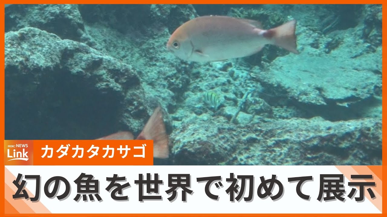 幻の魚”「セダカタカサゴ」を世界で初めて展示 美ら海水族館 - YouTube