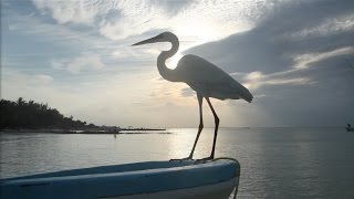 Video thumbnail of "Pie Desnudo "RUMBO A LA EXTINCIÓN" Holbox"