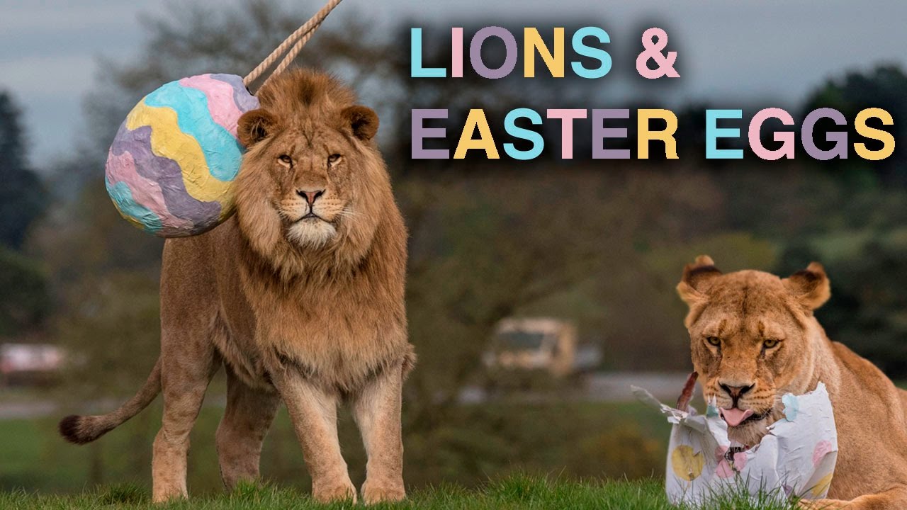 Lions & Easter Egg Enrichment! West Midland Safari Park YouTube