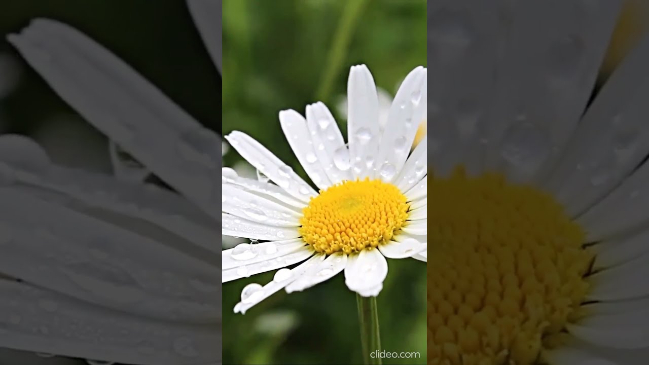 В Рождественскую ночь... | On Christmas night... - 3 