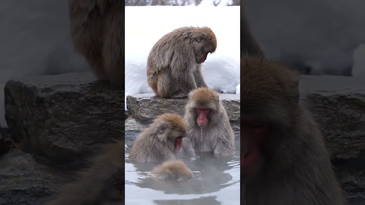 #snowmonkeys