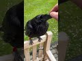 Did you know that crows can recognize human faces? #animals #facts #interesting #wildlife