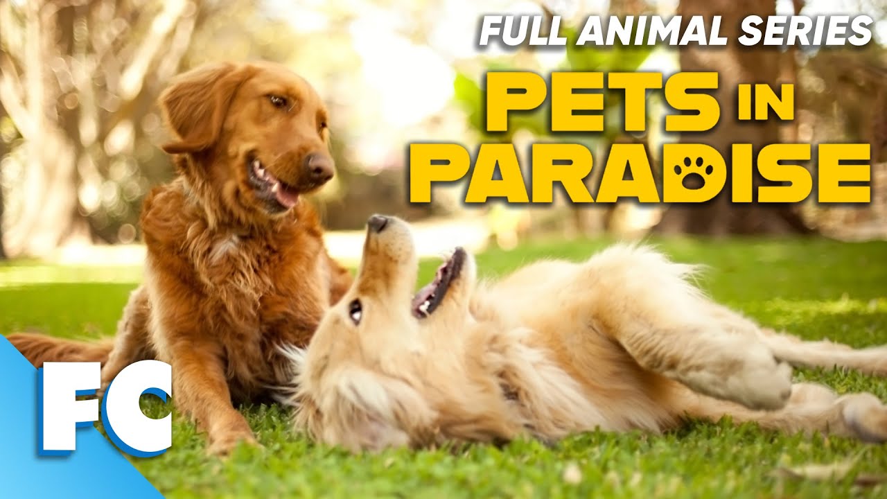 Ptes Show Pets In Paradise (8/26) | Season 1 Episode 8: The Golden Rule | Full ...