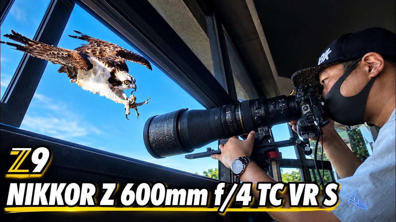 Wild Bird Photography] Osprey Revenge Mission! - Z9 × NIKKOR Z