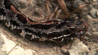 Pygmy Rattlesnake 08, Time Lapse Speed x2
