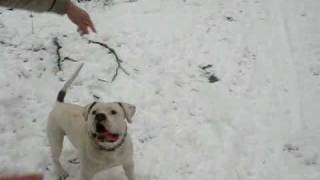 Kuba Amstaff Zabawa W Lesie Cz 3